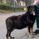 Znaleziono psa, Gdańsk, 7 listopada 2025