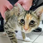 Znaleziono kota, Gdańsk, 7 listopada 2025