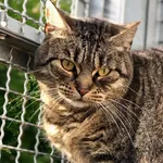 Kot do adopcji, Gdańsk, 8 listopada 2025