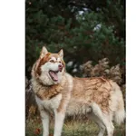 Znaleziono psa, Białystok, 26 września 2025