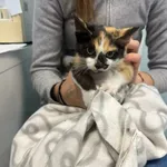 Kot do adopcji, Zgierz, 8 listopada 2025