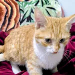 Znaleziono kota, Gdańsk, 7 listopada 2025