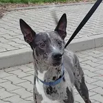 Znaleziono psa, Lublin, 6 listopada 2025