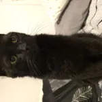 Zaginął kot, Łódź, 9 listopada 2025