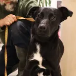 Znaleziono psa, Łódź, 7 listopada 2025