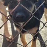 Znaleziono psa, Radom, 6 listopada 2025