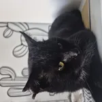 Znaleziono kota, Łódź, 7 listopada 2025