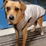 Znaleziono psa, Gdańsk, 9 listopada 2025