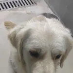 Znaleziono psa, Lublin, 8 listopada 2025