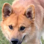 Pies do adopcji, Pieczyska, 9 listopada 2025