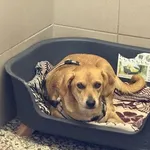 Pies do adopcji, Kraków, 25 października 2025