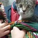 Kot do adopcji, Orzechowce, 9 listopada 2025