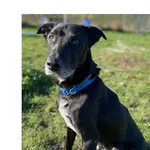 Pies do adopcji, Wrocław, 20 lipca 2025