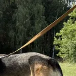 Pies do adopcji, Pieczyska, 9 listopada 2025