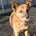 Pies do adopcji, Oborniki, 10 października 2025