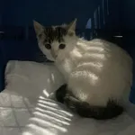 Znaleziono psa, Czartki, 10 listopada 2025