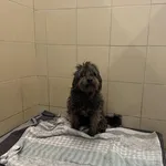 Pies do adopcji, Kraków, 25 października 2025