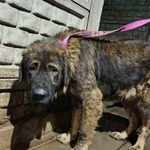 owczarek kaukaski Nikola