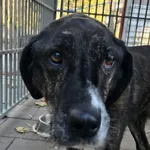 Kora starsza sunia z gminy Rogoźno – szuka bezpiecznej przystani