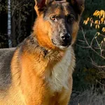 Pies do adopcji, Pieczyska, 9 listopada 2025