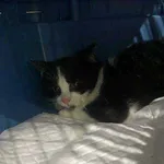 Znaleziono kota, Czartki, 10 listopada 2025