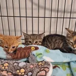 Kot do adopcji, Orzechowce, 7 listopada 2025