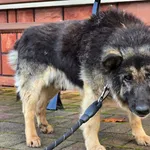 Pies do adopcji, Ropczyce, 10 listopada 2025