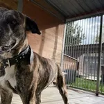 Pies do adopcji, Kraków, 25 października 2025