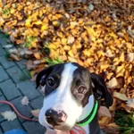 Pies do adopcji, Dłużyna Górna, 8 listopada 2025