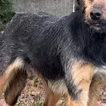 Pies do adopcji, Pieczyska, 9 listopada 2025