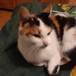 Znaleziono kota, Łódź, 10 listopada 2025