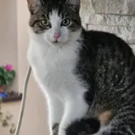 Zaginął kot, Łódź, 10 listopada 2025