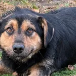 Pies do adopcji, Pieczyska, 9 listopada 2025