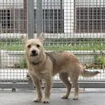 Pies do adopcji, Kraków, 26 października 2025