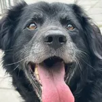 Beryl - spokojny dostojny psiak w typie berneńczyka