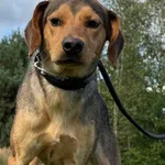 Pies do adopcji, Pieczyska, 9 listopada 2025