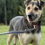 Imię:  Kora Chip: 616093903064725 Płeć : Samica Wiek:  styczeń 2018 Wielkość:  średnia Kastracja/sterylizacja:  Tak Inne Psy:  Akceptuje towarzystwo suczek i psów, Dzieci:  W wieku szkolnym Kora cudow