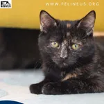 Kot do adopcji, Rzeszów, 10 listopada 2025