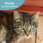 Kot do adopcji, Starogard Gdański, 7 listopada 2025