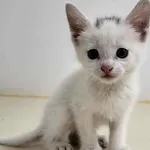 Znaleziono kota, Grudziądz, 9 listopada 2025