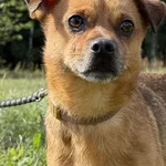 Pies do adopcji, Pieczyska, 9 listopada 2025