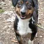 Pies do adopcji, Oborniki, 10 maja 2025