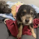 13233/199/25 Fred   - data przyjęcia - 08.11.2025