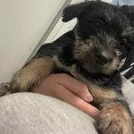 Pies do adopcji, Włocławek, 8 listopada 2025