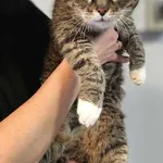 Znaleziono kota, Lublin, 7 listopada 2025