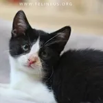 Kot do adopcji, Rzeszów, 12 listopada 2025