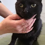 Znaleziono kota, Lublin, 7 listopada 2025