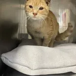 Kot do adopcji, Włocławek, 8 listopada 2025