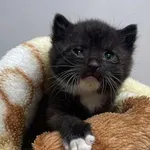 Kocurek poz. 25/839/K