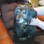 Zaginął pies, Steniatyn-Kolonia, 11 listopada 2025